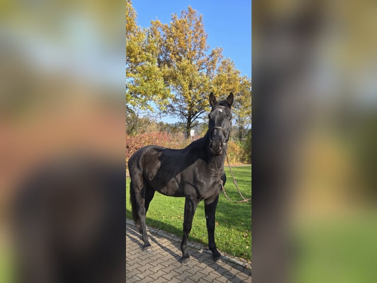 Caballo de Wurtemberg Caballo castrado 3 años 170 cm Morcillo in Schwäbisch Gmünd