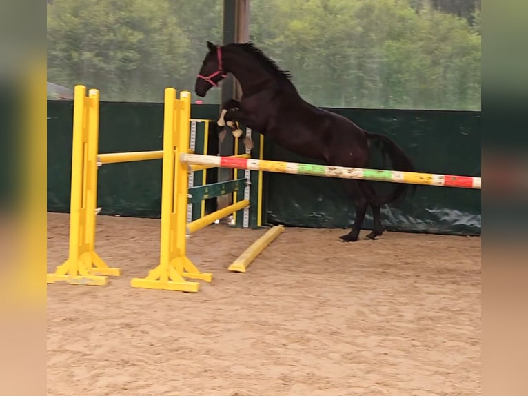 Caballo de Wurtemberg Caballo castrado 3 años 170 cm Morcillo in Schwäbisch Gmünd