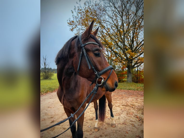 Caballo de Wurtemberg Caballo castrado 3 años Castaño in Sontheim an der Brenz