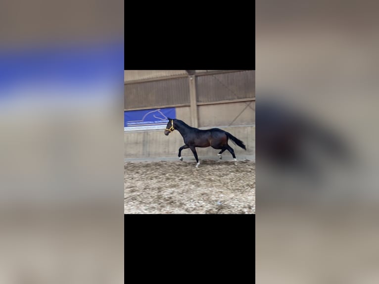 Caballo de Wurtemberg Caballo castrado 4 años 173 cm in Herbrechtingen