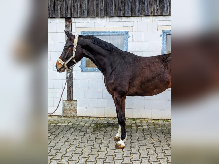 Caballo de Wurtemberg Caballo castrado 5 años 167 cm Castaño in Jagstzell