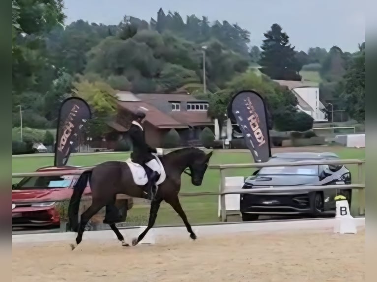 Caballo de Wurtemberg Caballo castrado 5 años 172 cm Negro in Wangen im Allg&#xE4;u