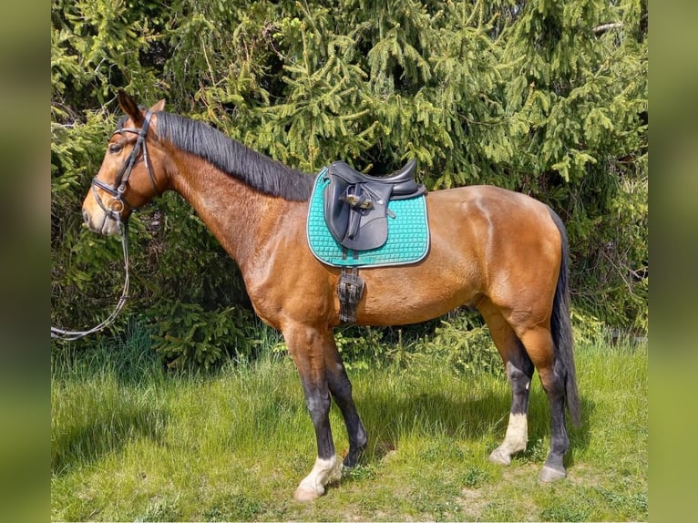 Caballo de Wurtemberg Caballo castrado 5 años 175 cm Castaño in Kirchberg