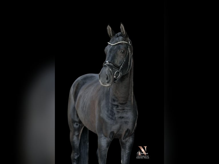 Caballo de Wurtemberg Caballo castrado 6 años 172 cm Negro in Wangen im Allgäu