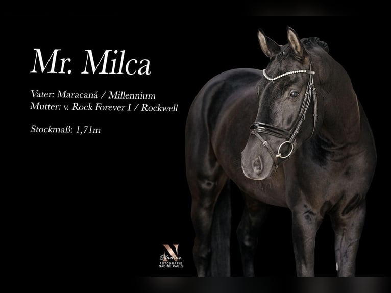 Caballo de Wurtemberg Caballo castrado 6 años 172 cm Negro in Wangen im Allgäu