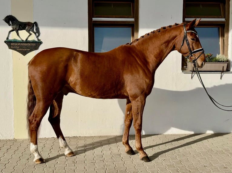 Caballo de Wurtemberg Caballo castrado 6 años 173 cm Alazán in Rottenburg an der Laaber