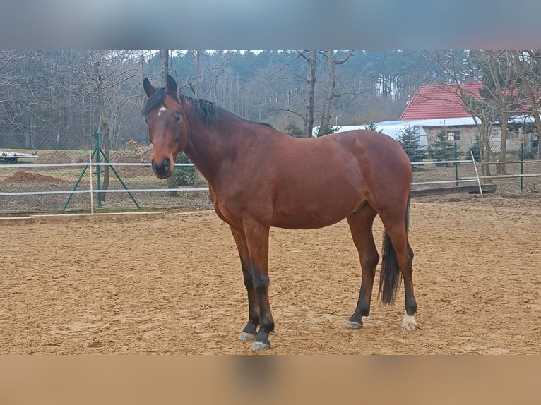 Caballo de Wurtemberg Caballo castrado 7 años 168 cm Castaño oscuro in Lubin