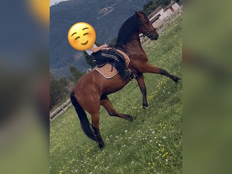 Caballo de Wurtemberg Caballo castrado 8 años 157 cm Castaño in Friesach