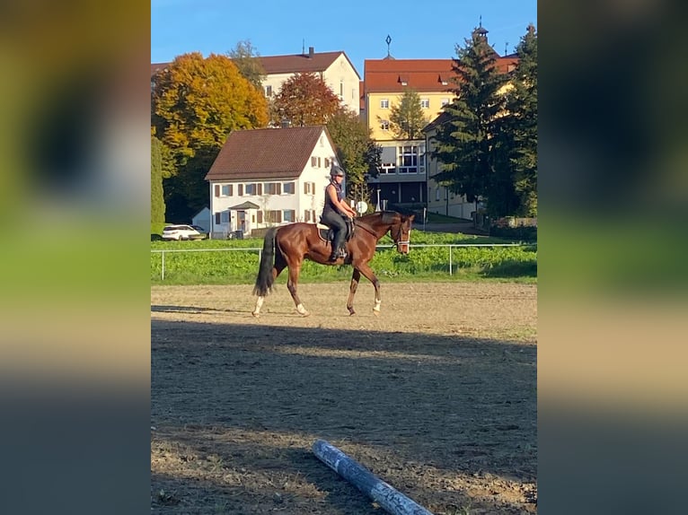 Caballo de Wurtemberg Mestizo Caballo castrado 8 años 168 cm Castaño in Bad Waldsee