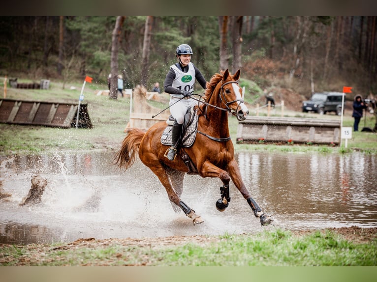 Caballo de Wurtemberg Caballo castrado 8 años 174 cm Alazán in Allmendingen