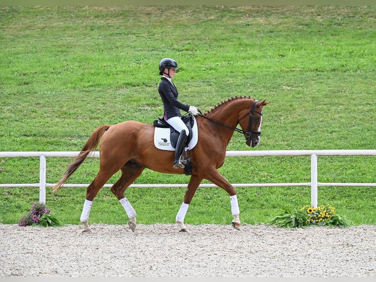 Caballo de Wurtemberg Caballo castrado 8 años 174 cm Alazán in Allmendingen