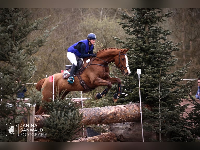 Caballo de Wurtemberg Caballo castrado 8 años 174 cm Alazán in Allmendingen