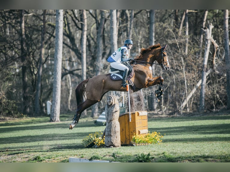 Caballo de Wurtemberg Caballo castrado 8 años 174 cm Alazán in Allmendingen