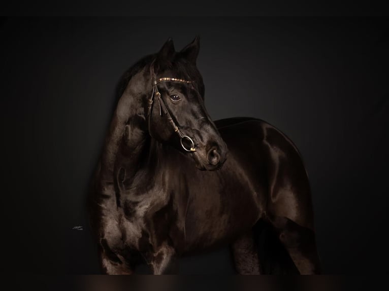 Caballo de Wurtemberg Caballo castrado 9 años 174 cm Negro in Horrenberg