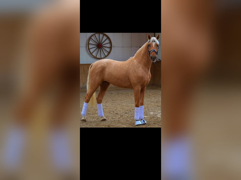 Caballo de Wurtemberg Caballo castrado 9 años 175 cm Palomino in Reiser, Gemeinde Gars am Inn