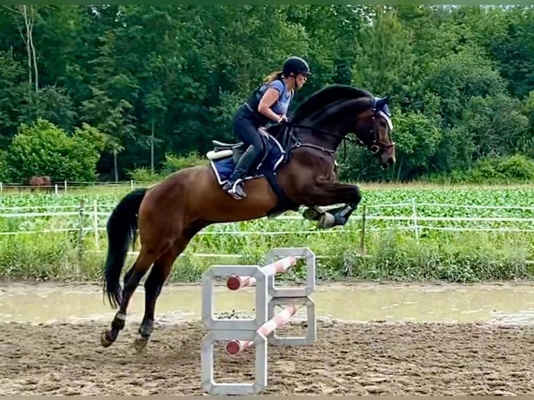 Caballo de Wurtemberg Caballo castrado 9 años 176 cm Castaño in Weil am Rhein