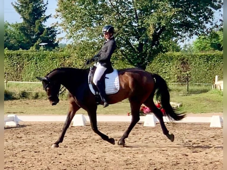 Caballo de Wurtemberg Caballo castrado 9 años 176 cm Castaño in Weil am Rhein