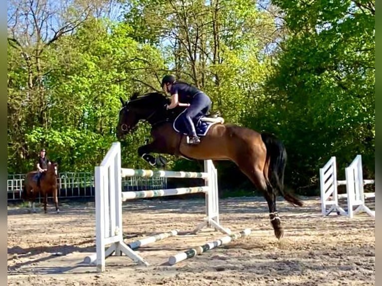 Caballo de Wurtemberg Caballo castrado 9 años 176 cm Castaño in Weil am Rhein