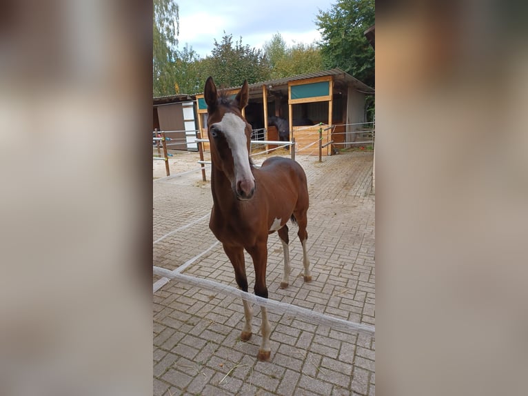 Caballo de Wurtemberg Mestizo Semental 1 año 147 cm Castaño in Bad Gandersheim