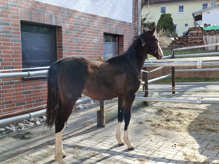 Caballo de Wurtemberg Mestizo Semental 1 año 147 cm Castaño in Bad Gandersheim