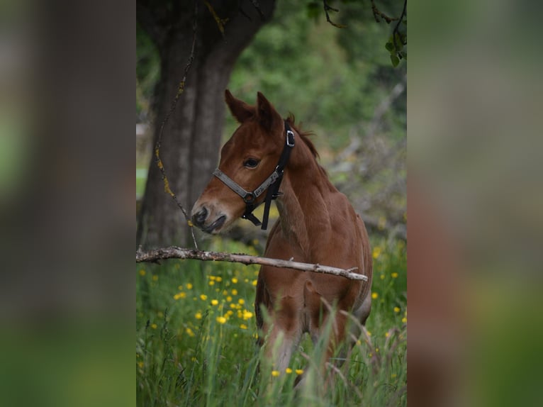 Caballo de Wurtemberg Semental  Alazán in Ebersbach an der Fils