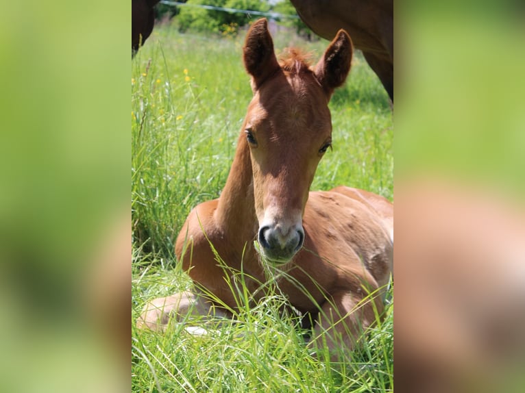 Caballo de Wurtemberg Semental  Alazán in Ebersbach an der Fils