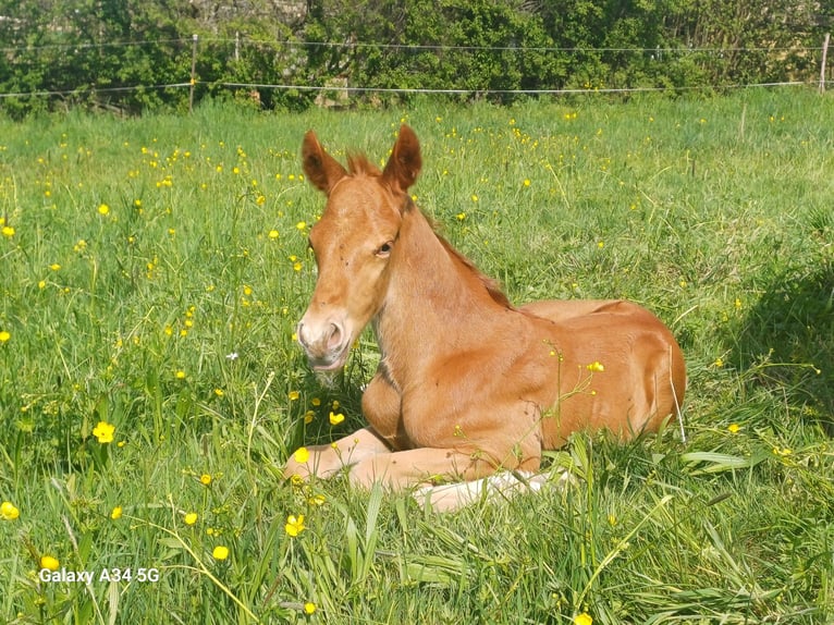 Caballo de Wurtemberg Semental  Alazán in Ebersbach an der Fils