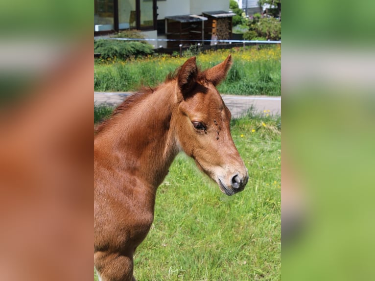 Caballo de Wurtemberg Semental  Alazán in Ebersbach an der Fils