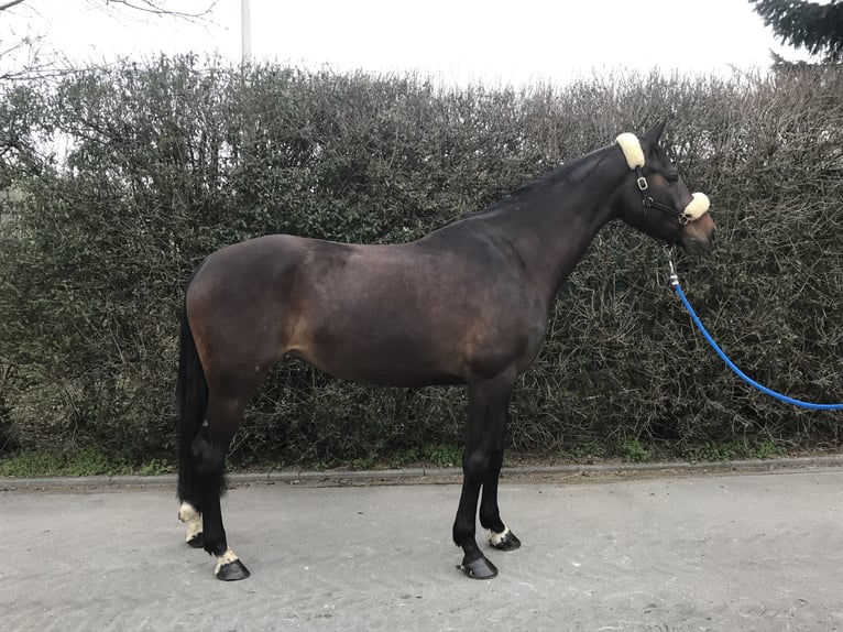 Caballo de Wurtemberg Yegua 10 años 167 cm Castaño oscuro in Mengen