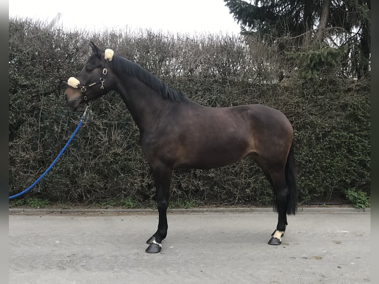 Caballo de Wurtemberg Yegua 10 años 167 cm Castaño oscuro in Mengen