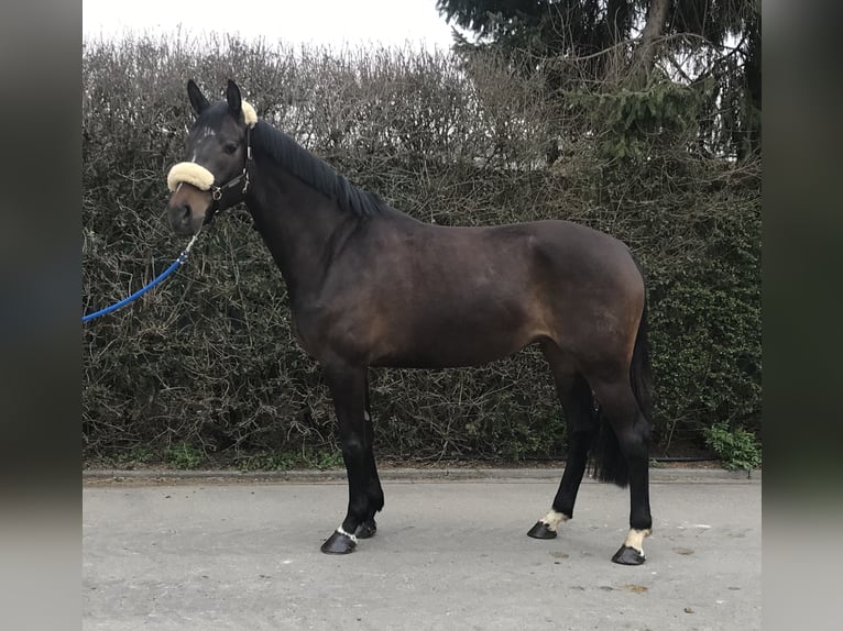 Caballo de Wurtemberg Yegua 10 años 167 cm Castaño oscuro in Mengen