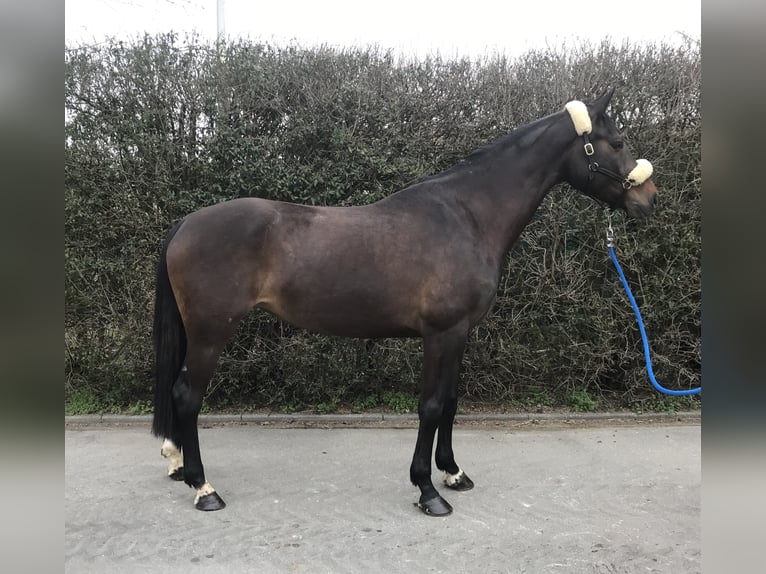 Caballo de Wurtemberg Yegua 10 años 167 cm Castaño oscuro in Mengen