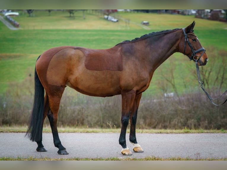 Caballo de Wurtemberg Yegua 11 años 168 cm Castaño in Egenhausen