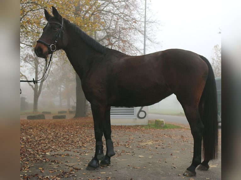 Caballo de Wurtemberg Yegua 12 años 162 cm Castaño in Lenningen