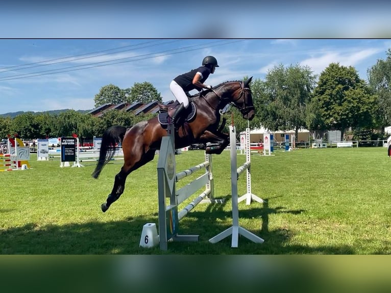 Caballo de Wurtemberg Yegua 12 años 163 cm Castaño oscuro in Emmendingen