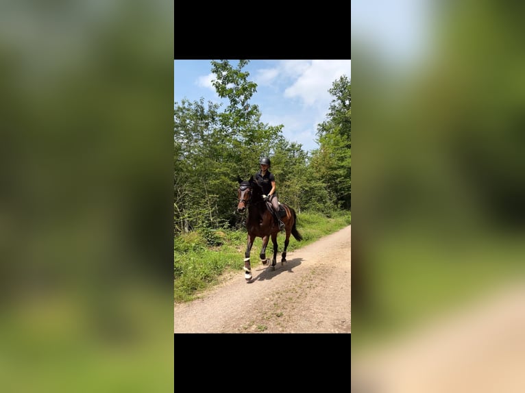 Caballo de Wurtemberg Yegua 12 años 163 cm Castaño oscuro in Emmendingen