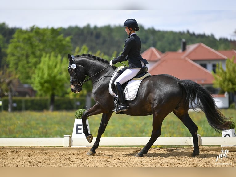 Caballo de Wurtemberg Yegua 12 años 168 cm Morcillo in Schwendi
