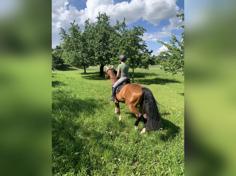 Caballo de Wurtemberg Yegua 13 años 163 cm Castaño in Steißlingen