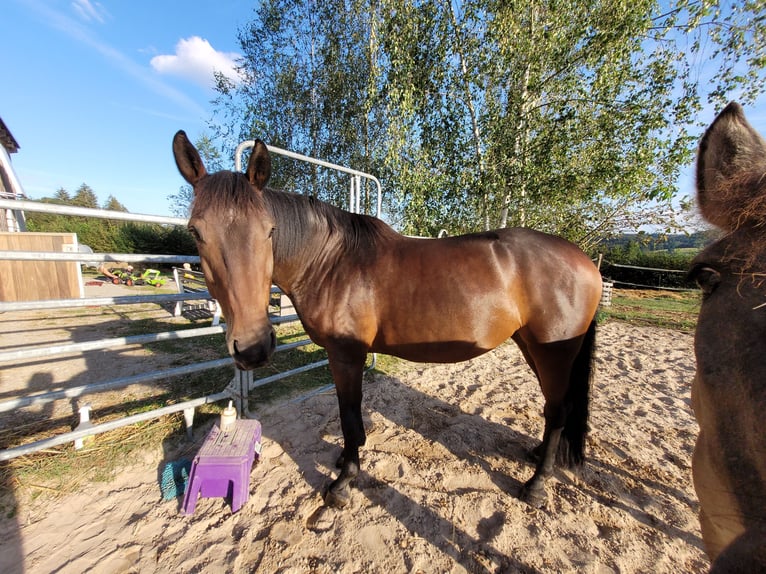 Caballo de Wurtemberg Yegua 13 años 167 cm Castaño in Abtsgmünd