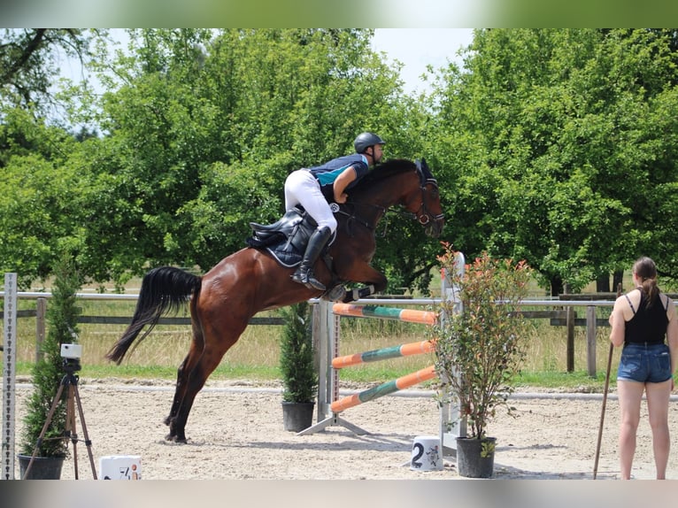 Caballo de Wurtemberg Yegua 13 años 167 cm Castaño in Nürtingen