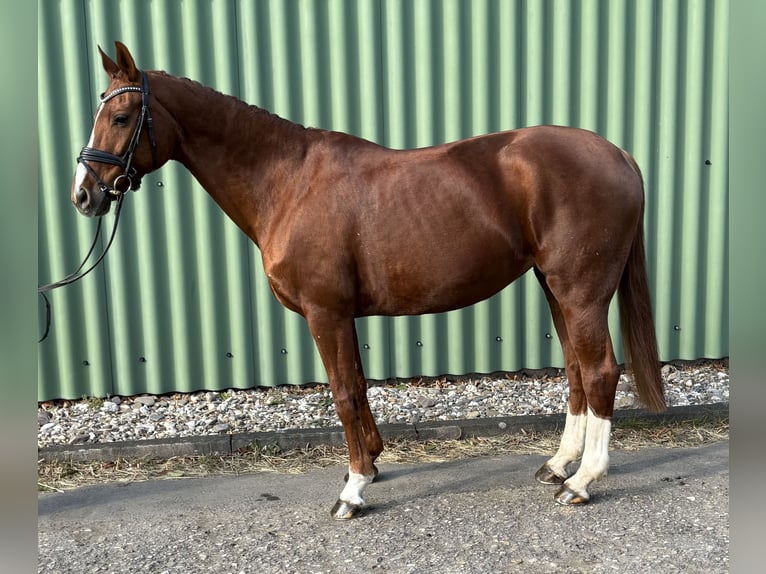 Caballo de Wurtemberg Yegua 13 años 168 cm Alazán in Niederkassel