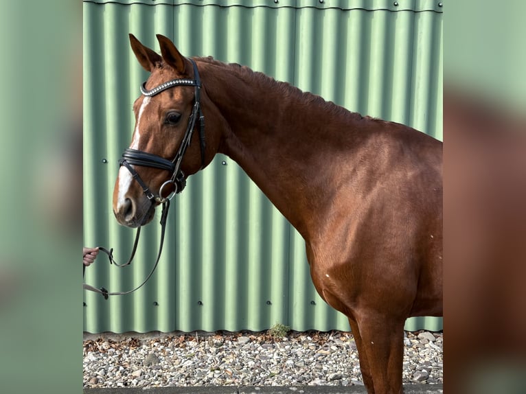 Caballo de Wurtemberg Yegua 13 años 168 cm Alazán in Niederkassel