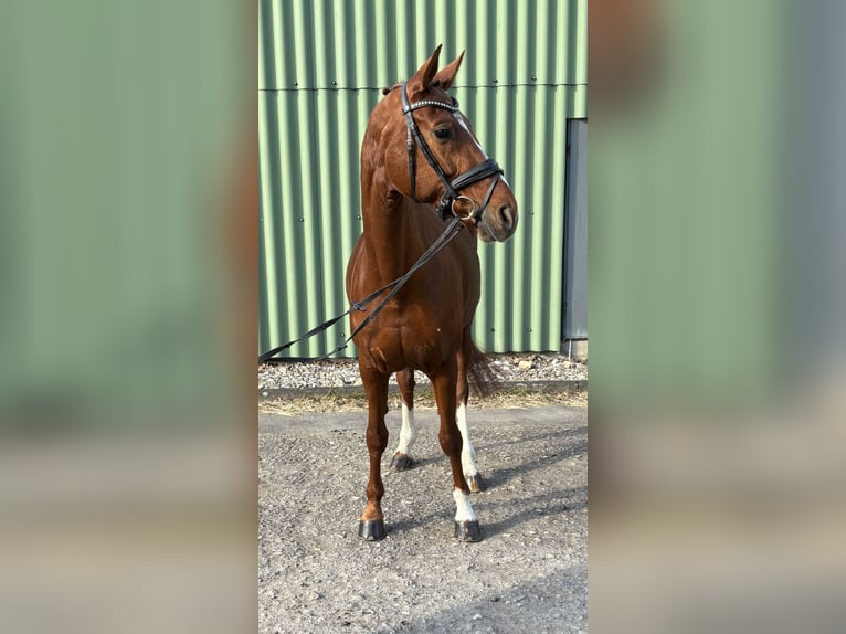 Caballo de Wurtemberg Yegua 13 años 168 cm Alazán in Niederkassel