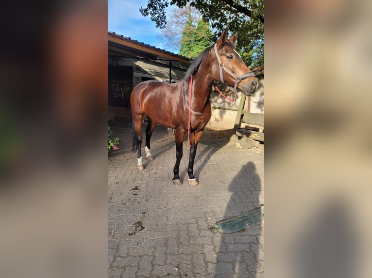 Caballo de Wurtemberg Yegua 13 años 168 cm Morcillo in Gelsenkirchen