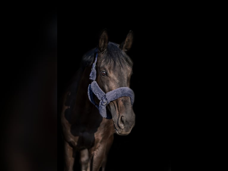 Caballo de Wurtemberg Yegua 13 años 178 cm Morcillo in Besigheim