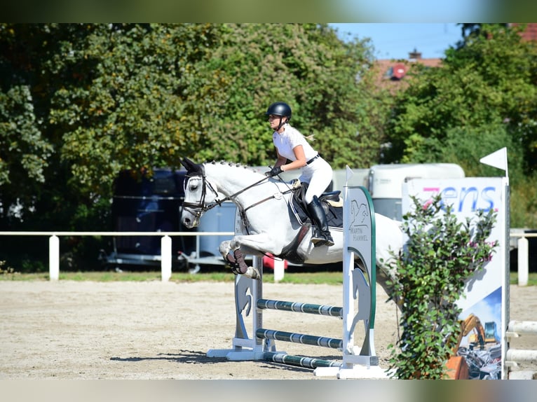 Caballo de Wurtemberg Yegua 14 años 163 cm Tordo in Stutensee