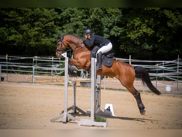 Caballo de Wurtemberg Yegua 15 años 160 cm Castaño in Leonberg