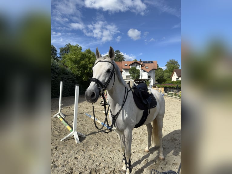 Caballo de Wurtemberg Yegua 15 años 163 cm Tordo in Stockach