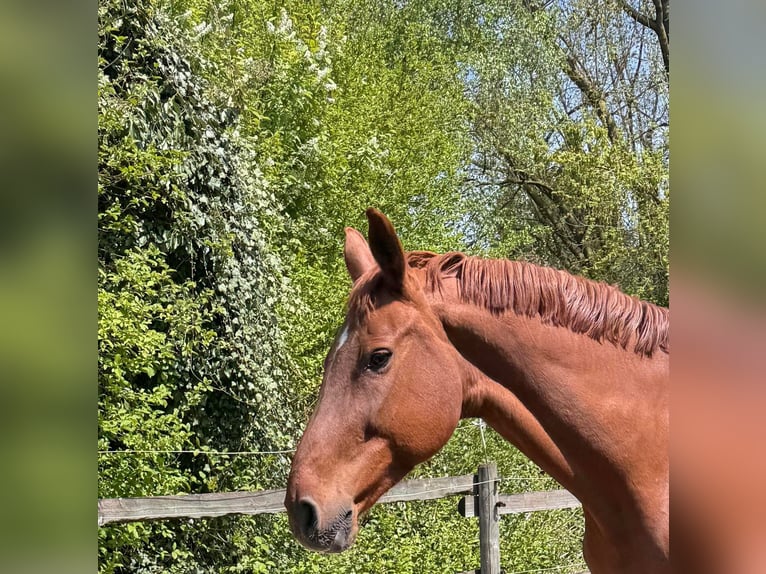 Caballo de Wurtemberg Yegua 15 años Alazán in Gundelfingen an der Donau
