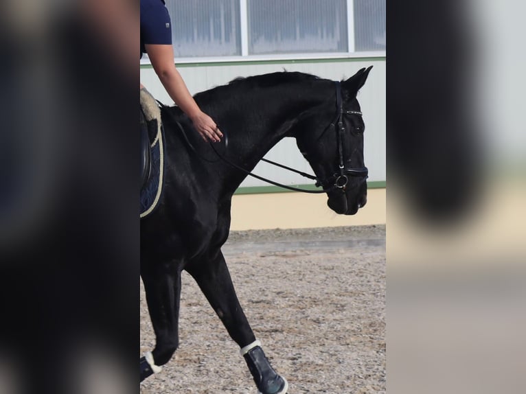 Caballo de Wurtemberg Yegua 16 años 165 cm Negro in Fraunberg